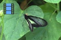 Scene 07_Large black Ithomiidae on leaf